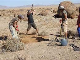 Image result for Corbichonia rubriviolacea