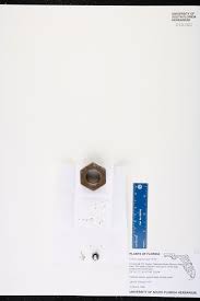 Image result for Lemna aequinoctialis