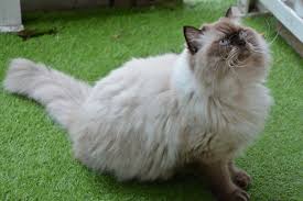 Vitamin kucing persia anggora gemuk obat kucing peaknose himalaya. Kucing Himalaya Si Cantik Hasil Kawin Silang Persia Dan Siam Halaman All Kompas Com