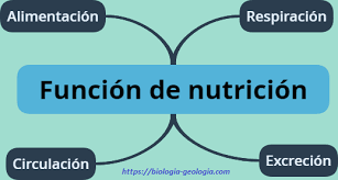 Resultado de imagen de funcion nutrición vertebrados 1 eso