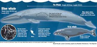 First Blue Whales Show Gray Visits The Shore Blue Whale Whale Blue Whale Facts