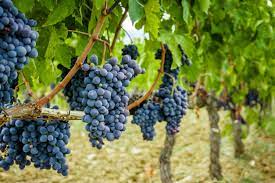 Some hand pollinating may help too. Grapevine Isn T Fruiting Why Are There No Grapes On Grapevine