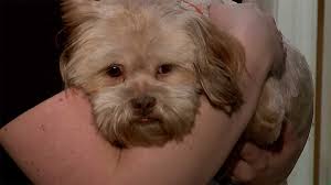 Woman Facing Charges Accused Of Sex Acts With 2 Dogs In Youngstown Wkbn Com