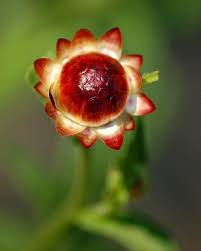 World Rare Flowers Pictures World Amazing Flowers World Amazing Information Funny Pictures Interesting Facts Rare Flowers Amazing Flowers Flowers