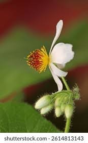 Image result for Sparrmannia ricinocarpa