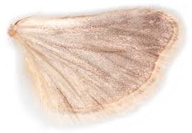 Image result for Scoparia subfusca