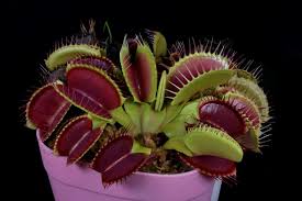Get maa full form and full name in details. Dionaea Muscipula Venus Flytrap Vft Furniture Home Living Gardening Plants Seeds On Carousell