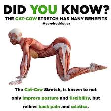 Pin By Pamela Bell English On Yoga Muscles Used Yoga Benefits Easy Yoga Workouts Yoga Fitness