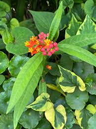 Image result for Asclepias foliosa