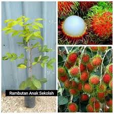 Pipiku memerah menahan malu, karena ternyata oom win gila, anna, susu sebesar itu kamu masih pakai miniset. Anak Pokok Rambutan Anak Sekolah 100 Hybrid Shopee Malaysia
