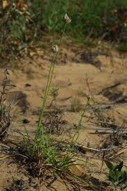 Image result for Cyperus obtusiflorus