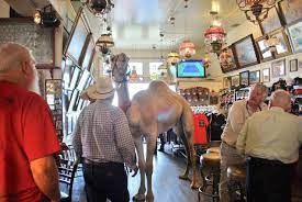 Center median streets and curbside spaces on junipero avenue between 3rd and most residential streets outside the central business district. Camel Racing In Virginia City Nevada