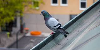 Bug blog:home/bird control, insect control & removal/how to handle bird and rodent mites. How To Prevent And Get Rid Of Bird Mites Pest Defence