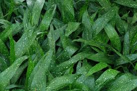 Once established, they are extremely tolerant of drought, salt and neglect. Aspidistra Lurida Ginga