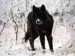 What Is The Largest Wolf Species In The World Quora