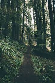 Wildwood Trail Portland Oregon Nature Photography Scenery Nature Aesthetic