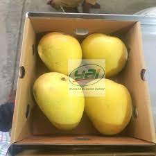 Florida haden, kent and keitt mangoes. Banganapalli Mangoes Certified Supplier For Usa Uk Europe Buy Fresh Banganapalli Mangoes To Uk Usa Europa Singapore Maldives From India Fresh Banganapalli Mangoes Bulk Supplier In