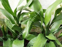 Image result for Kořenokvětka Aspidistra