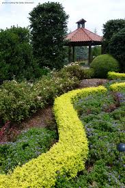 Plant ligustrum sinense 'sunshine' pp20379 in well drained soil in an area with full sun. Sunshine Ligustrum Miami By Sunset Western Garden Collection Houzz