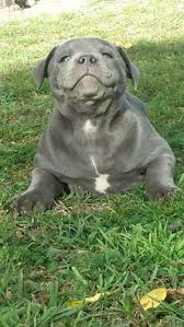 Puppies For Sale Dogs In Australia Staffy Dog Staffordshire Bull Terrier Puppies Puppies