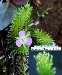 Image result for Mayacaceae