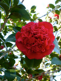 Camellia Japonica Professor Sargent Foundation Planting Camellia Flowers