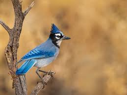 Image result for Cyanastrum johnstonii