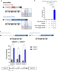 Repurposing CRISPR-Cas13 systems for robust mRNA trans-splicing