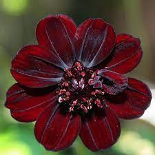 Chocolate Cosmos Is A Rare But Stunningly Beautiful Flower Native To Mexico Chocolate Cosmos Flower Rare Flowers Strange Flowers