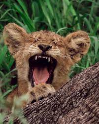 Sigma 150 600mm Sport Lens For Wildlife Photography Wildlifephotography Lenses Sigma Sigmaphoto Wildlife Photography Wildlife Photography