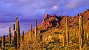 Love to grow every plant from seed. 6 Dangers Of Living In The Desert How To Protect Your Pets Carrie Pawpins