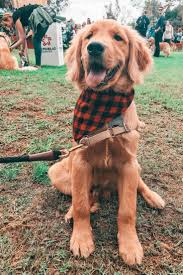 Golden Retriever Puppy In 2020 Cute Baby Animals Cute Animals Cute Little Animals