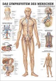 Hét online warenhuis voor anatomie. Anatomische Lehrtafel Das Lymphsystem Des Menschen 70 X 100 Cm Amazon De Gewerbe Industrie Wissenschaft