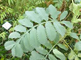 Image result for Melianthus major