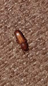 Reismehlkäfer gehören zur familie der schwarzkäfer (tenebrionidae). Kleine Braune Kafer Auf Der Couch Ungeziefer