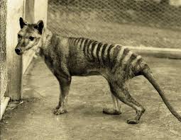 Tasmanian Tiger Facts In 2020 Extinct Animals Tasmanian Tiger Thylacine