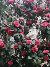 Posts with replies by 山崇(@KCZ3UqsoW957682)  X