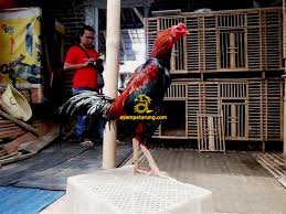 Ayam bangkok adalah sebagai salah satu jenis ayam aduan karena ayam ini yang memiliki postur tubuh besar,gesit dan agresif.selain itu ayam bangkok juga memiliki mental tarung baja dan memiliki karakter yang luar biasa. Menambah Ukuran Badan Dan Tulangan Anak Ayam Bangkok Ayampetarung Com