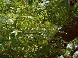 Image result for Ekebergia