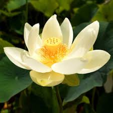 Image result for Lotus wildii