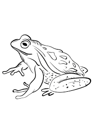 Coloring pages for kids frogs coloring pages. Coloring Pages Green Frog Coloring Pages For Kids