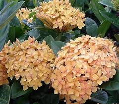 Image result for Ixora fastigiata