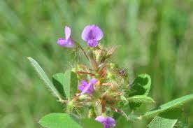 Image result for Grona barbata