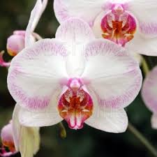 Comment arroser une orchidée suspendue ? Phalaenopsis Orchidee Phalaenopsis Conseil Et Entretien Lorchidee Fr