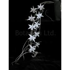 Image result for Erythrococca kirkii