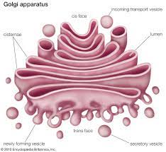 The synthesis of these cell wall polysaccharides is a major cellular function, and as much as 80% of the metabolic activity of the golgi apparatus in plant cells may be devoted to polysaccharide synthesis. Golgi Apparatus Definition Function Location Facts Britannica