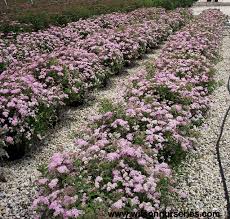 Image result for Spiraea japonica ´Little Princess