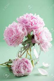 Check spelling or type a new query. Beautiful Pink Peony Flowers Bouquet In Vase Stock Photo Picture And Royalty Free Image Image 45284630