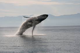 Whale songs heard on recordings or movies are usually the beautiful, haunting sounds of the humpback whale (click here to hear an example). Humpback Whales And Where To See Them Expeditions Online