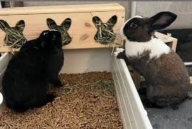 Are hay feeders good for rabbits? – AsasWood